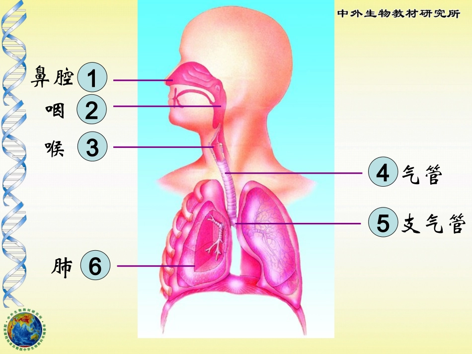 七年级生物气体交换_第2页