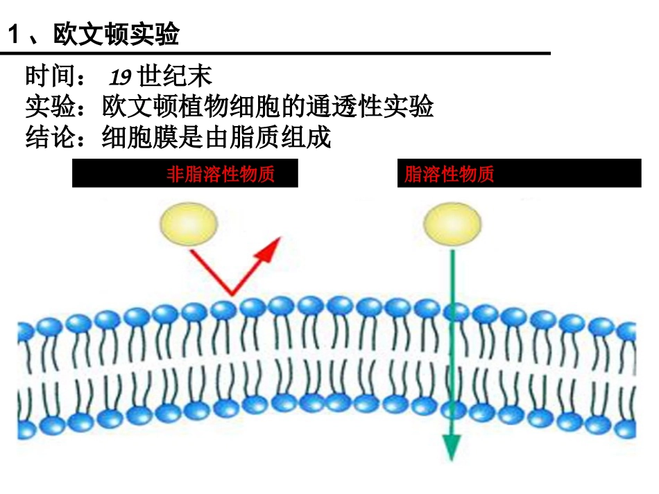 一轮复习：细胞膜流动镶嵌模型_第1页