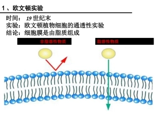 一轮复习：细胞膜流动镶嵌模型