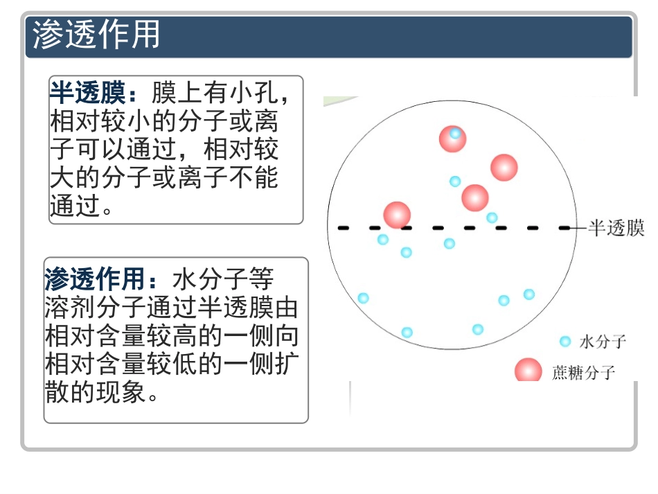 一轮复习--1.9细胞的物质输入和输出_第3页