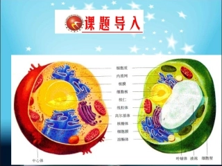 一轮复习—细胞器讲义