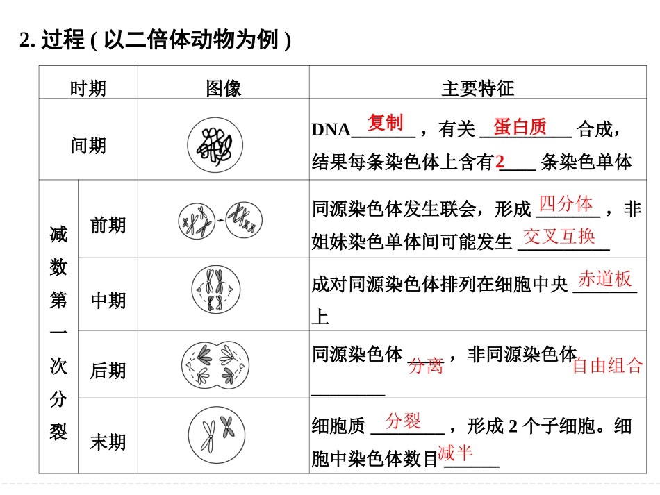 一轮复习动物精子和卵细胞的形成过程_第3页
