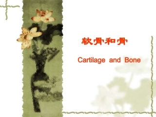 【组织学与胚胎学】软骨与骨