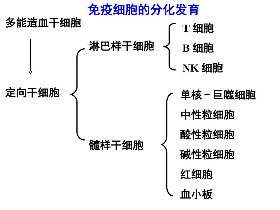 【免疫】2.T与B细胞_第3页
