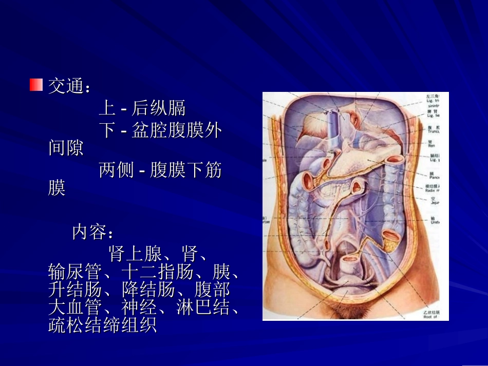 【201204】腹膜后间隙_第3页