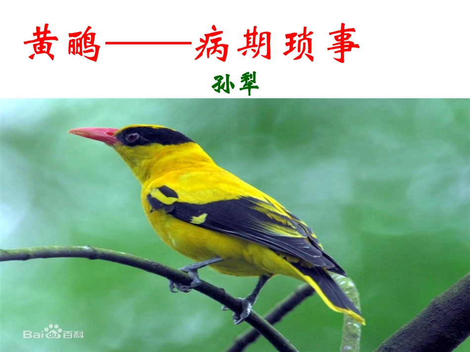 《黄鹂——病期琐事》_第2页