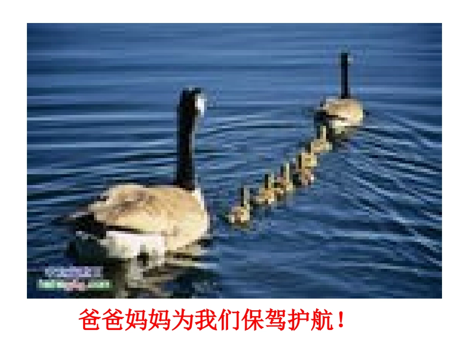 《麻雀》定稿_第3页