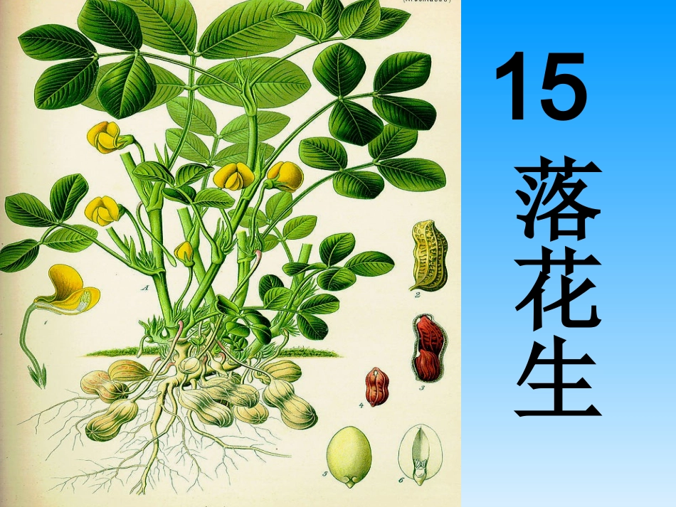 落花生ppt课件_第2页