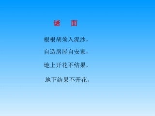 落花生ppt课件