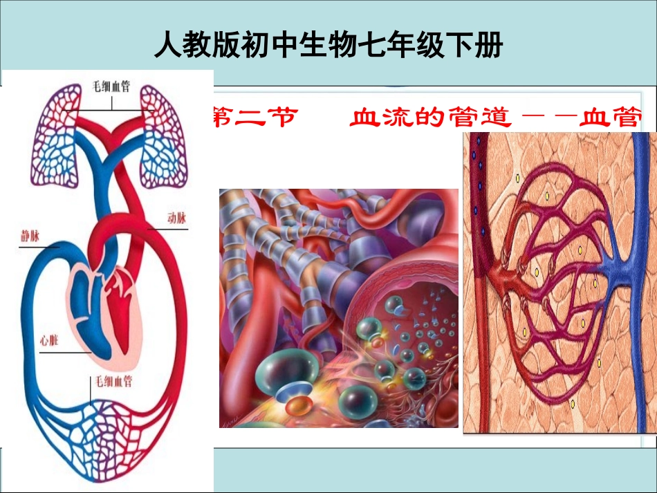 《血流的管道—血管》_第1页