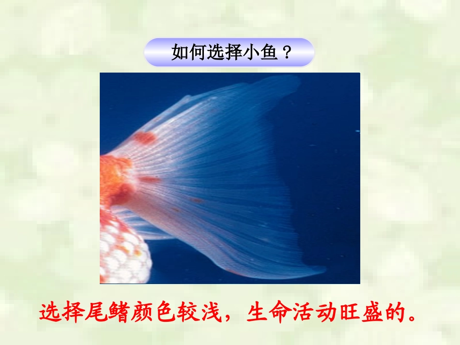 《血流的管道—血管》_第3页