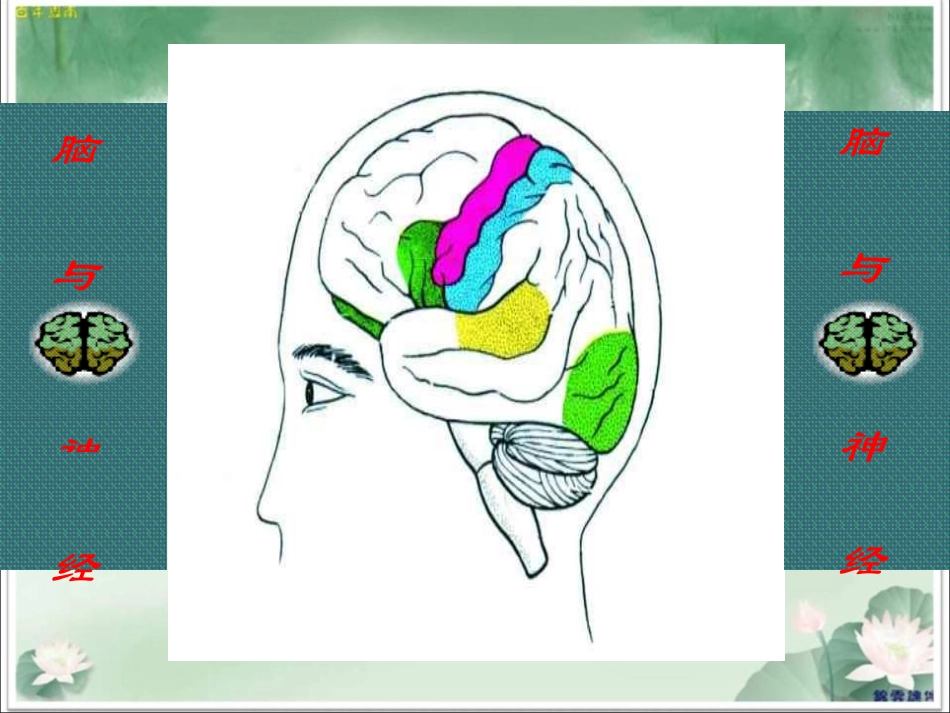《脑与神经》公开课适用PPT剖析_第3页