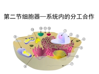 《细胞器——系统内的分工合作》(共48张PPT)