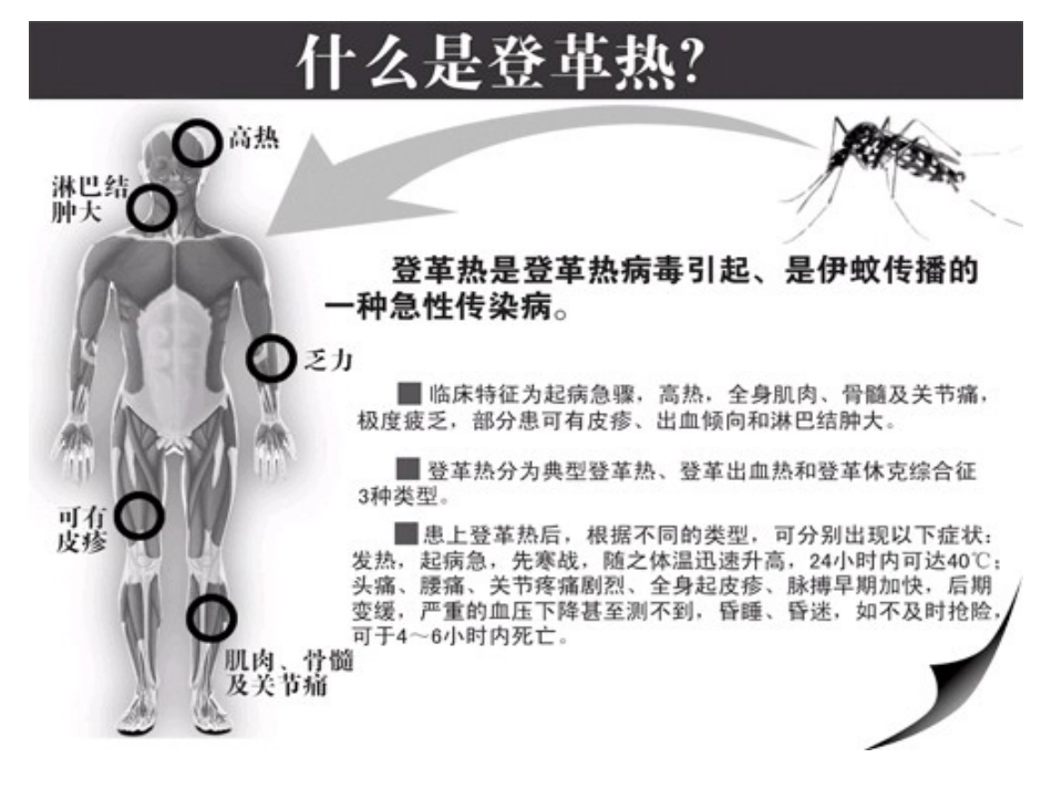 《登革热》 班会课_第2页