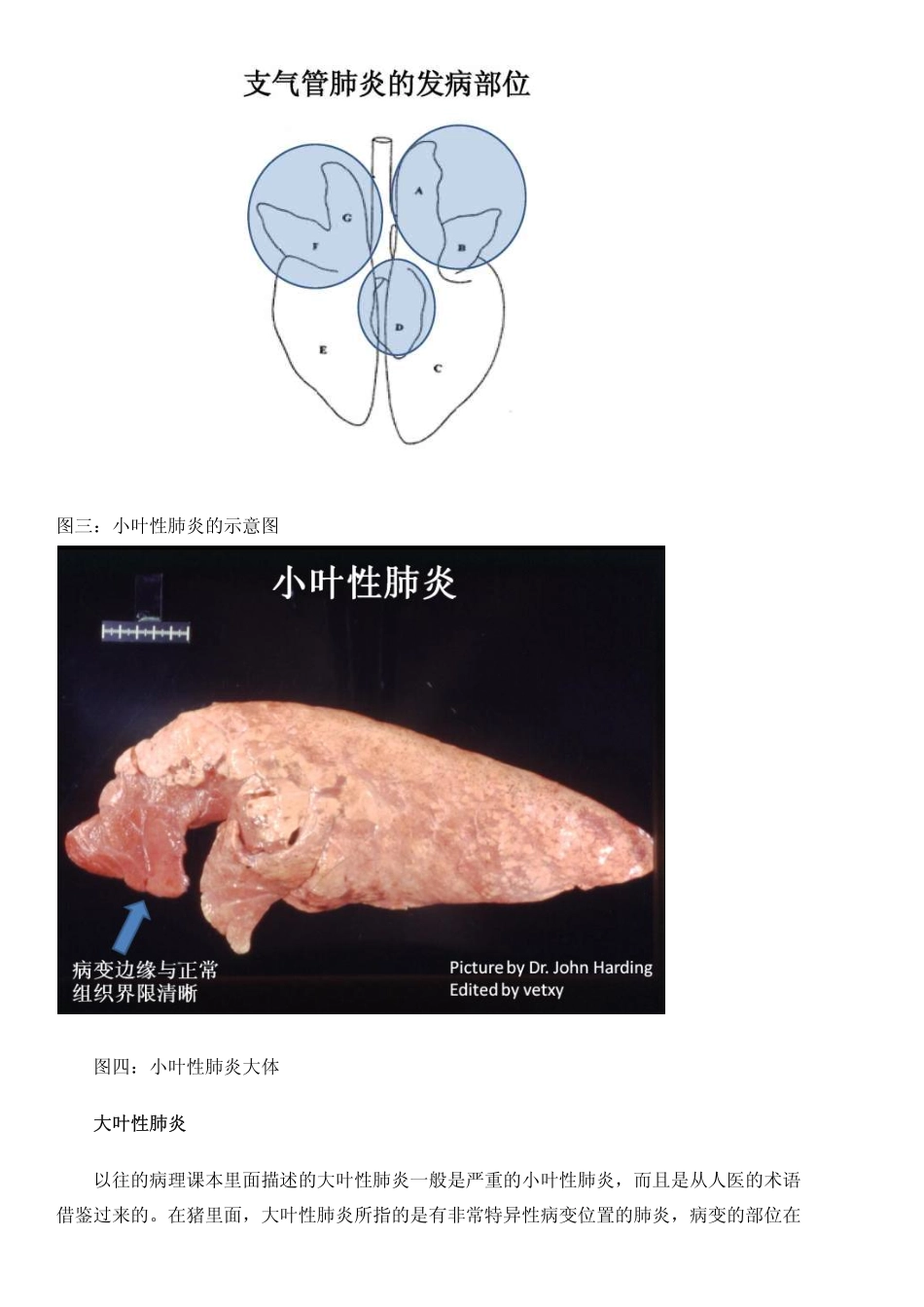 《畜牧人》杂志推荐经典文章：猪常见的肺部大体病变_第3页