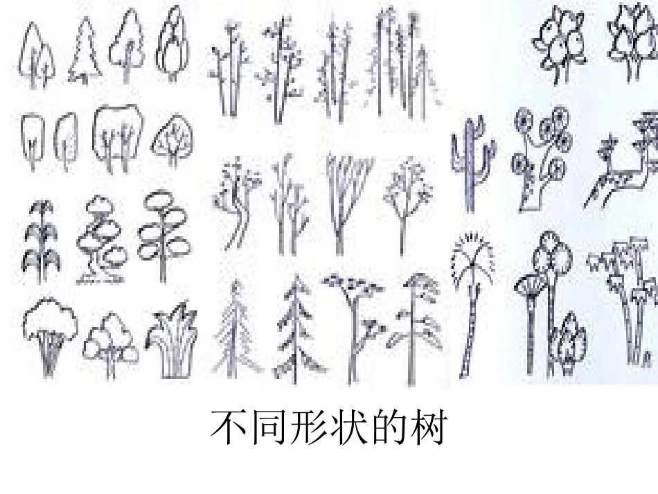 1.2-校园的树木_第3页