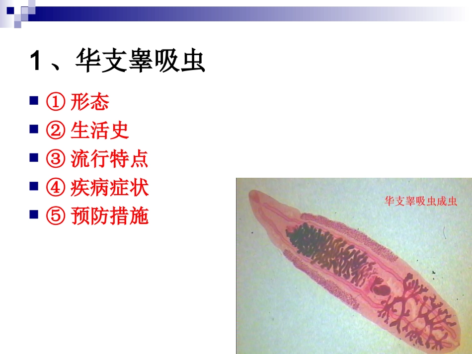 《烹饪营养与卫生》-第十六讲-食源性寄生虫病及其控制B-2012优化版_第3页