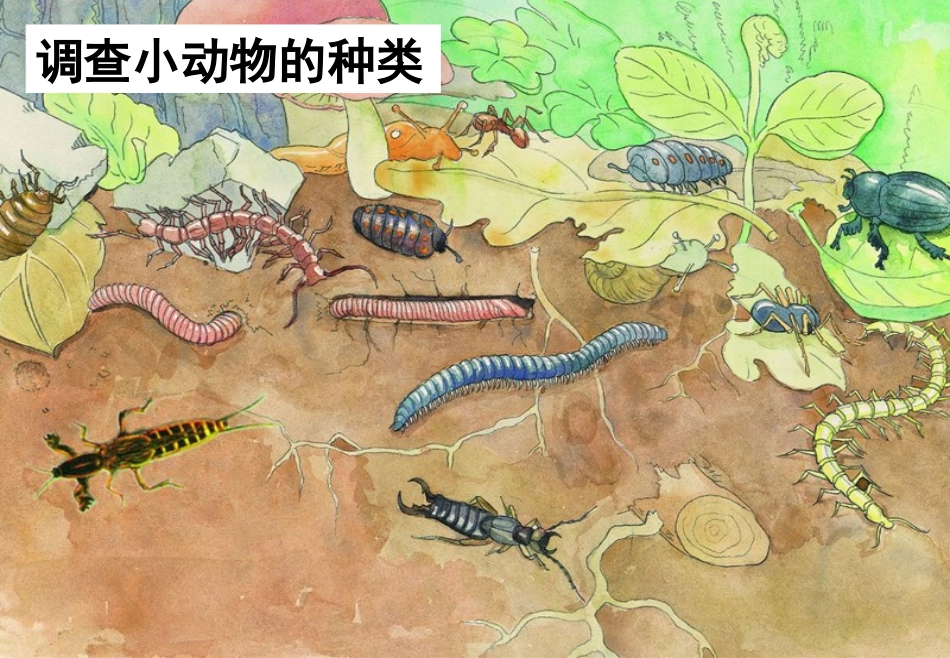 《土壤里的小动物》课件(苏科版七年级下)_第2页