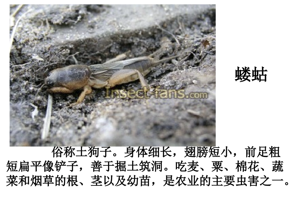 《土壤里的小动物》课件(苏科版七年级下)_第3页