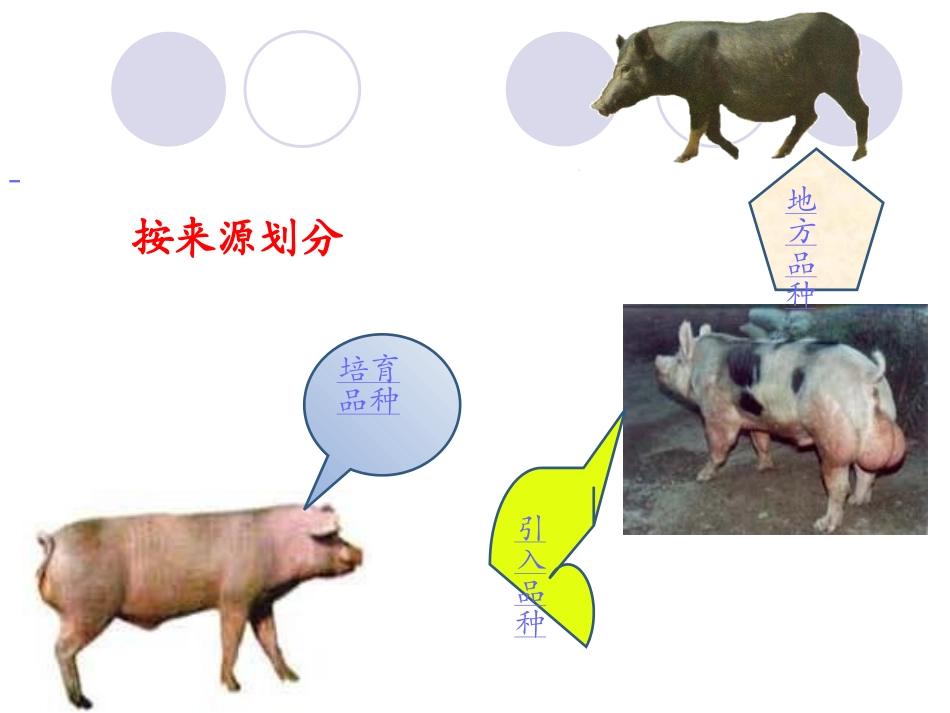 《养猪与猪病防治》-三、猪的类型与品种认识解读_第3页