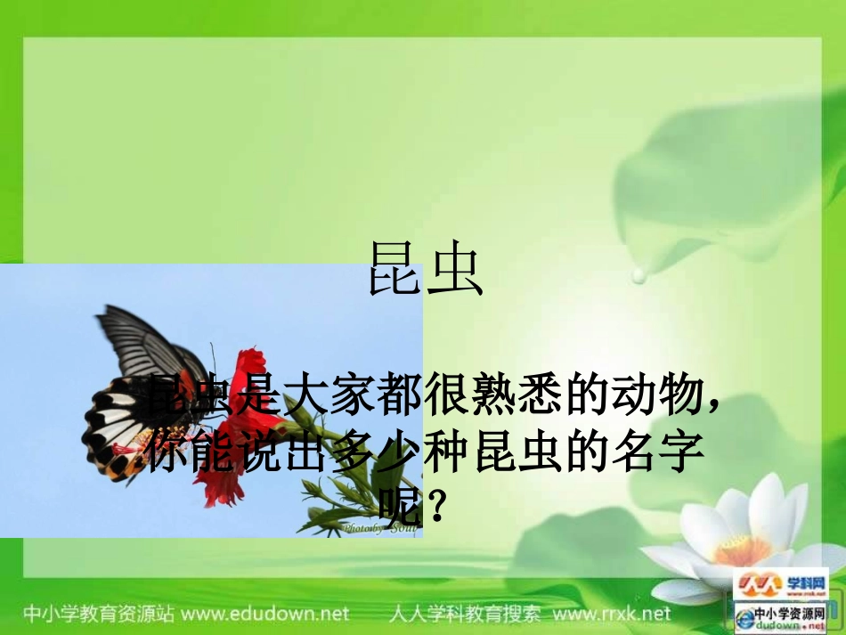 《 空中飞行的动物》_第2页