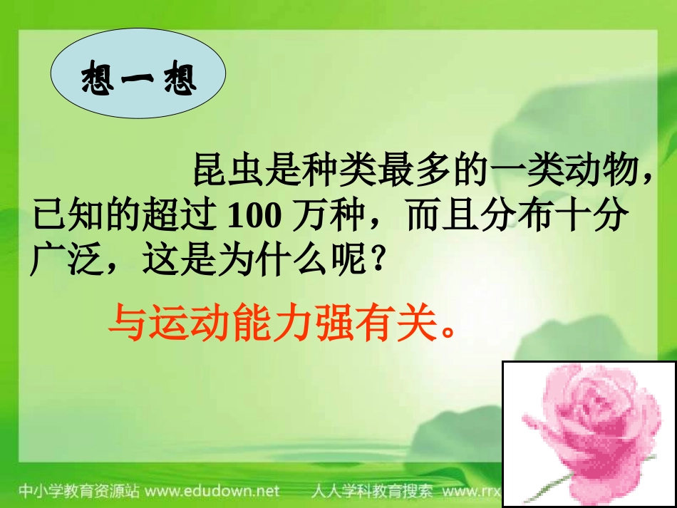 《 空中飞行的动物》_第3页