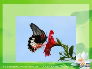 《 空中飞行的动物》