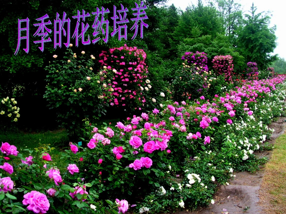 [高二理化生]3[1]2月季花药培养_第1页