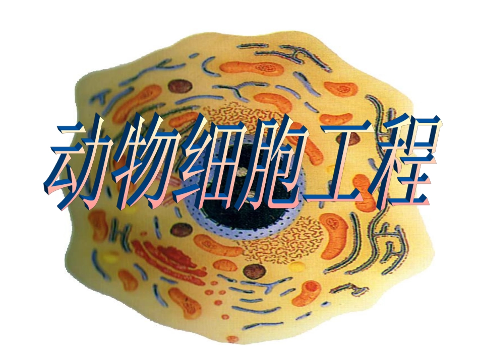 YY动物细胞工程12.ppt_第1页