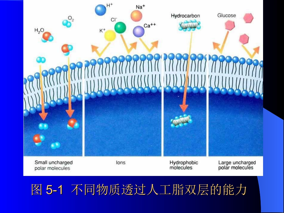W.05.物质的跨膜运输与信号传递_第3页