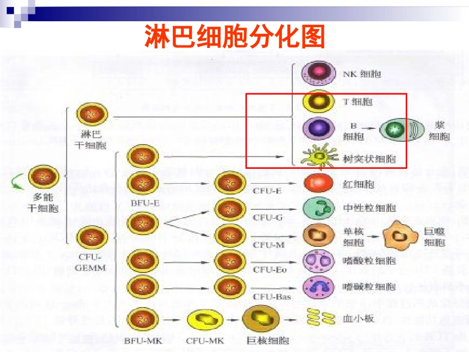 T淋巴细胞结果的解读全国会吴铁军_第1页