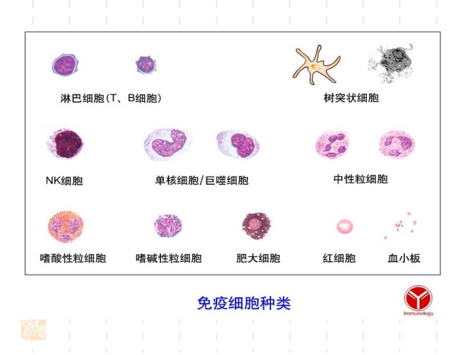 T细胞表型及脾细胞分离_第3页