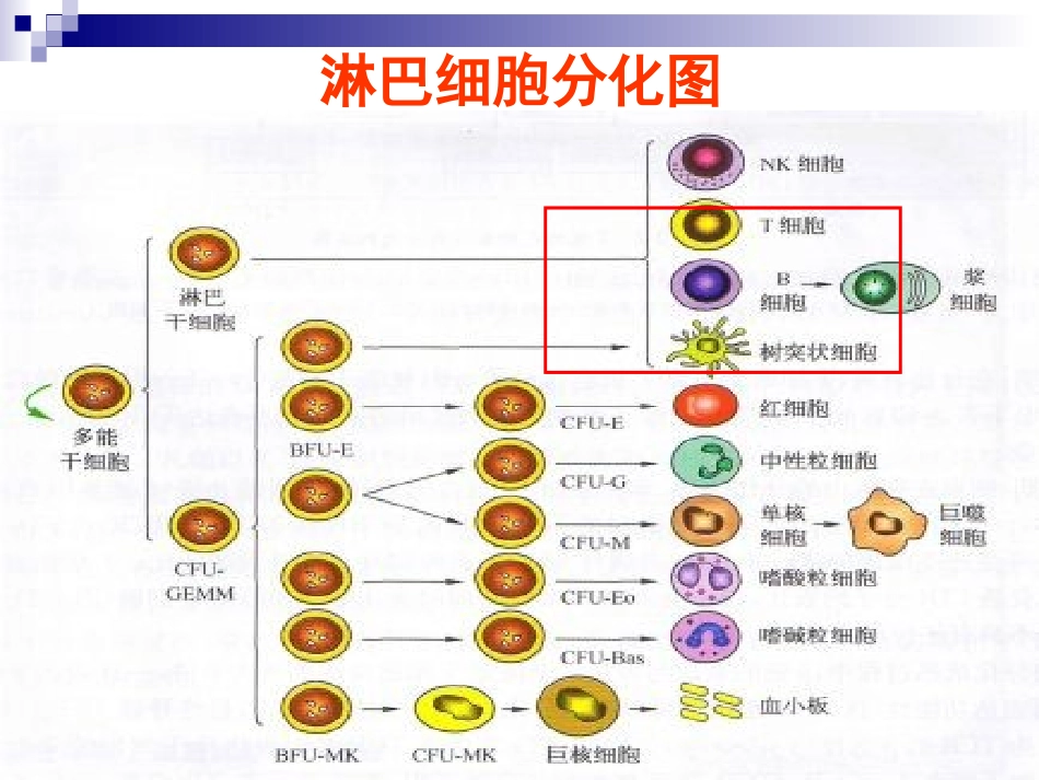 T淋巴细胞结果的解读_第2页