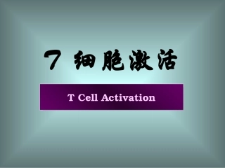 T-细胞激活