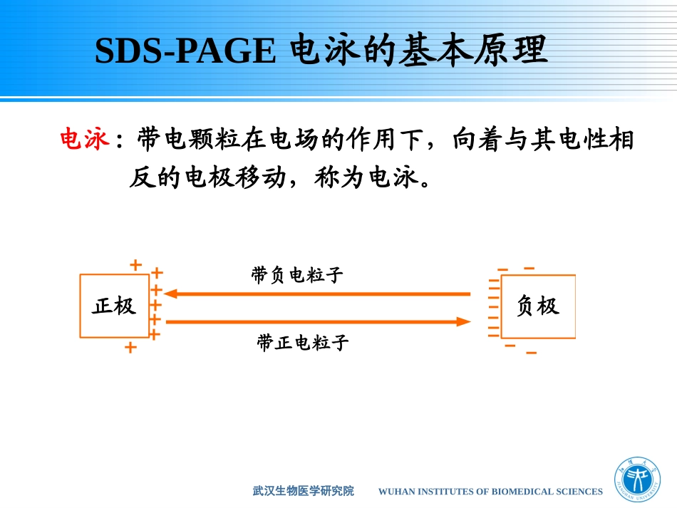 SDS-PAGE电泳_第3页