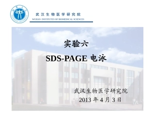 SDS-PAGE电泳