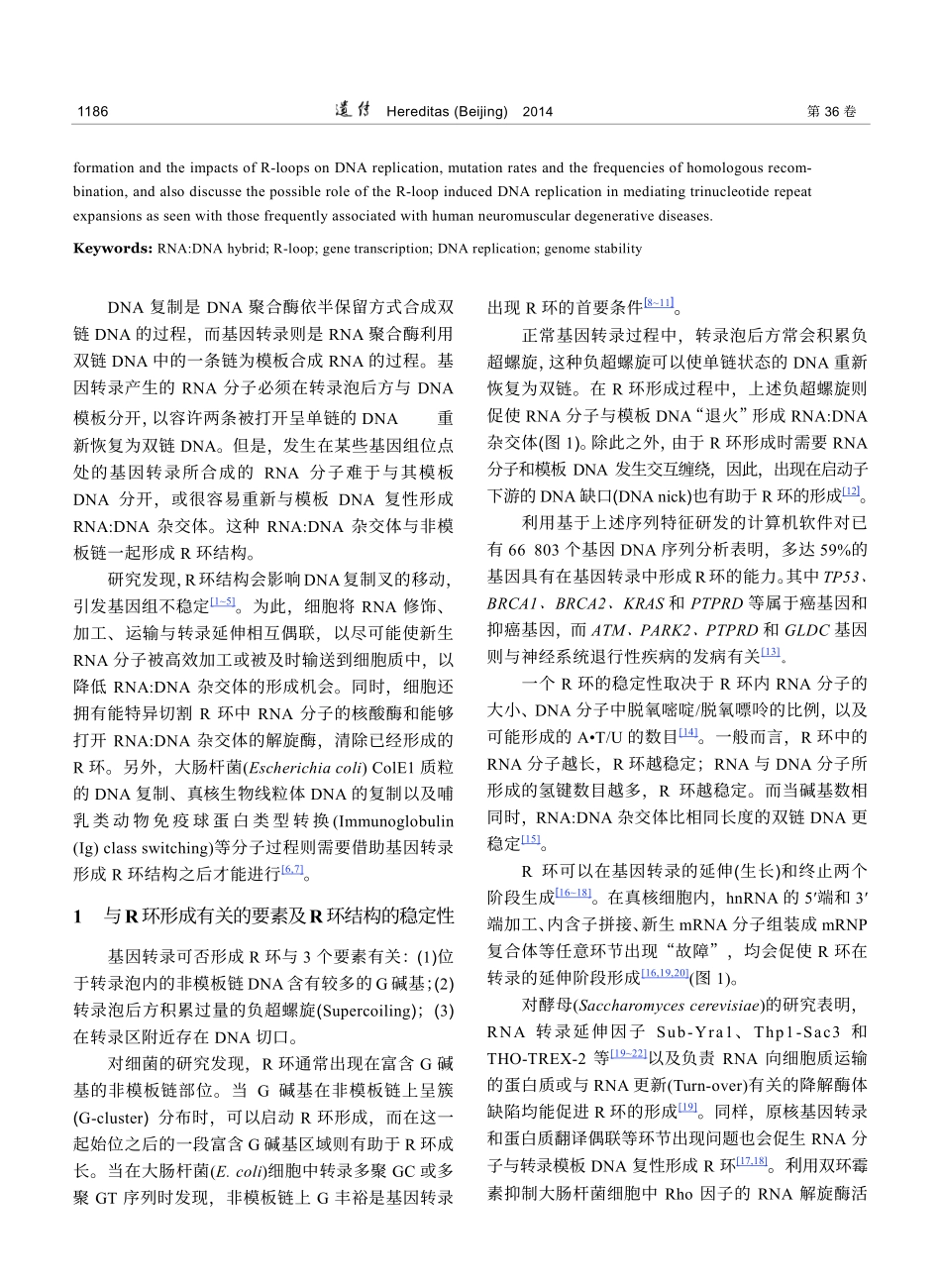 R环的形成及对基因组稳定性的影响_第2页