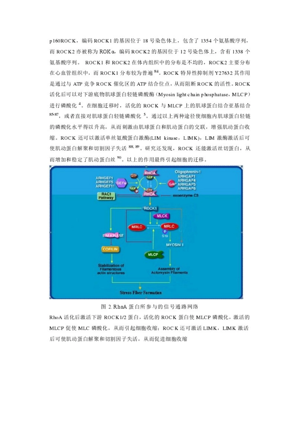RhoA与ROCK信号通路与细胞迁移_第2页