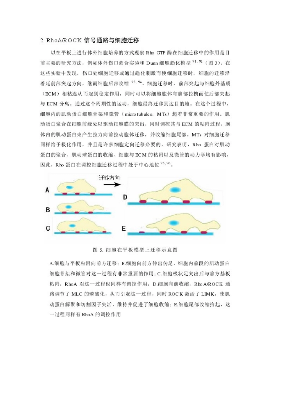 RhoA与ROCK信号通路与细胞迁移_第3页