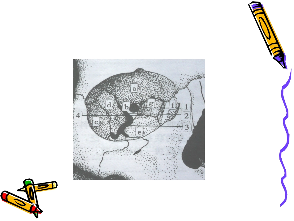 ppt_眼眶病_第2页