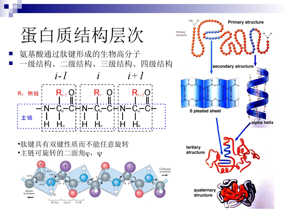 NMR方法解析蛋白质结构_第2页