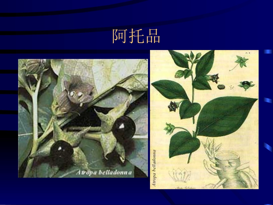 M胆碱受体阻断药_第2页