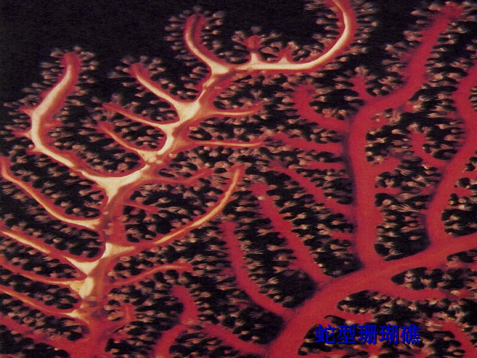 mmp自然界脑图pt_第1页