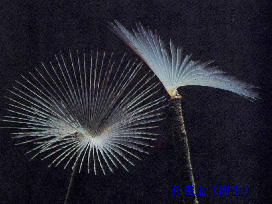 mmp自然界脑图pt_第2页