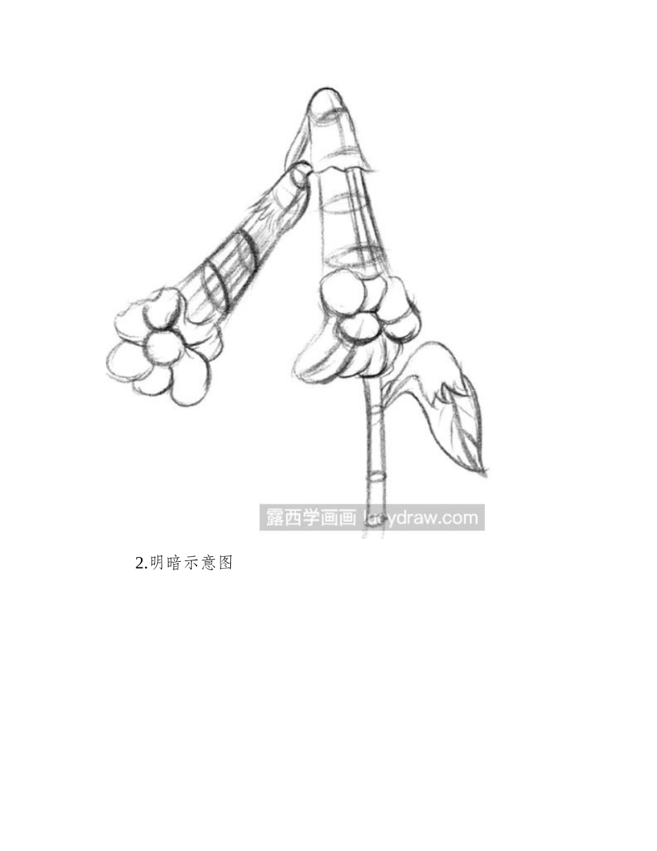植物速写教程：教你画地黄花速写教程_第2页