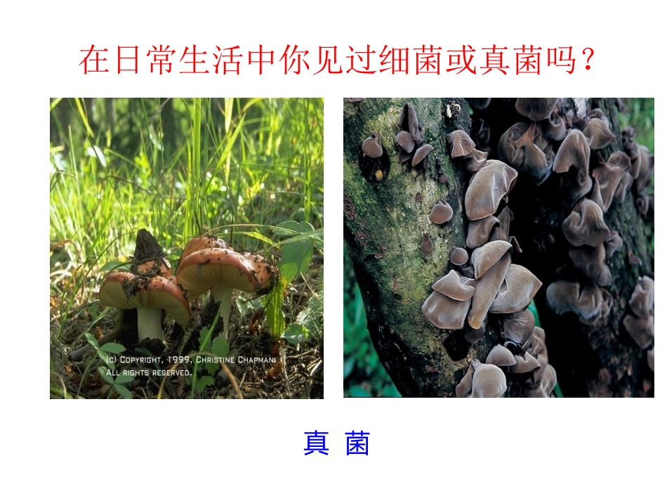 j第四章++第一节++细菌和真菌的分布+46PPT_第2页
