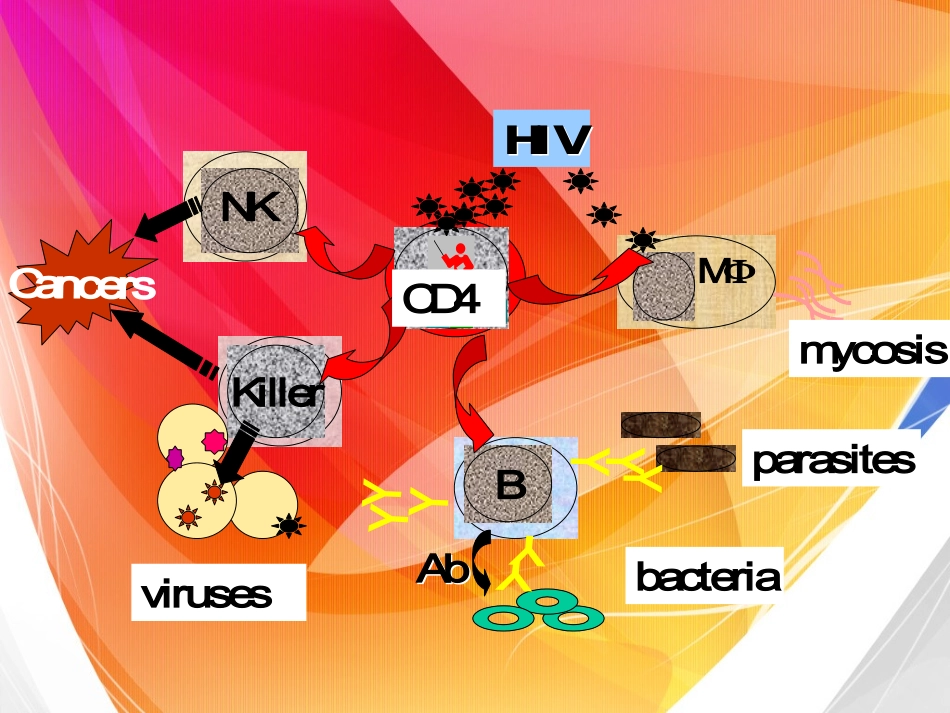 HIV的致病机制_第2页