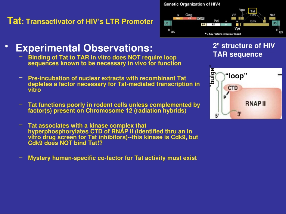 HIV发病机理_第3页