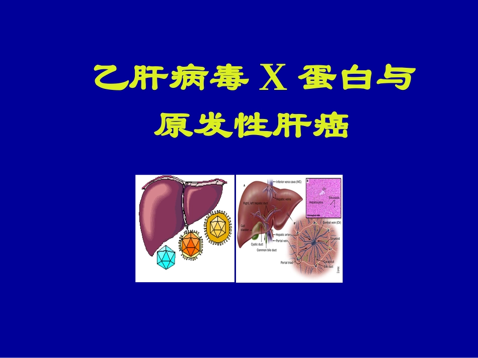 HBV-X-蛋白与原发性肝癌_第1页