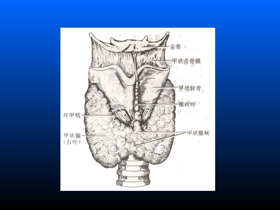 Graves病诊治新思路huang_第3页